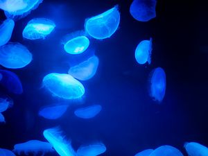 Preview wallpaper jellyfish, blue, underwater world