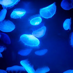 Preview wallpaper jellyfish, blue, underwater world