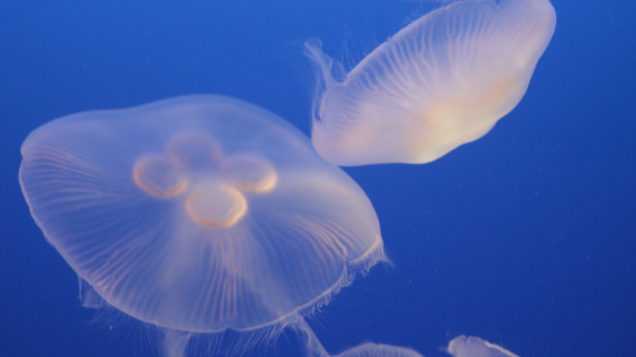 Wallpaper jellyfish, blue, underwater world, transparent