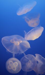 Preview wallpaper jellyfish, blue, underwater world, transparent