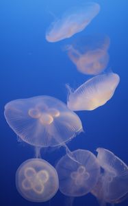 Preview wallpaper jellyfish, blue, underwater world, transparent