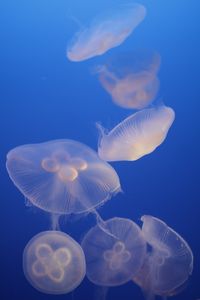 Preview wallpaper jellyfish, blue, underwater world, transparent