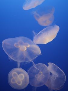 Preview wallpaper jellyfish, blue, underwater world, transparent