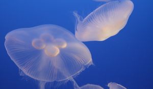 Preview wallpaper jellyfish, blue, underwater world, transparent