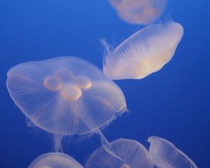 Preview wallpaper jellyfish, blue, underwater world, transparent