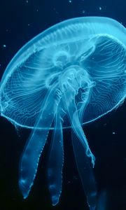 Preview wallpaper jellyfish, blue, underwater world, dark