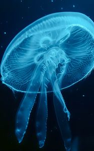 Preview wallpaper jellyfish, blue, underwater world, dark