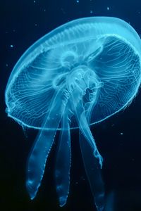 Preview wallpaper jellyfish, blue, underwater world, dark