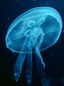 Preview wallpaper jellyfish, blue, underwater world, dark