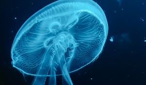 Preview wallpaper jellyfish, blue, underwater world, dark