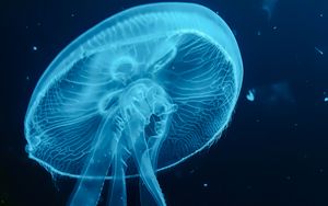 Preview wallpaper jellyfish, blue, underwater world, dark