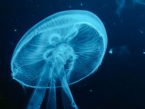 Preview wallpaper jellyfish, blue, underwater world, dark