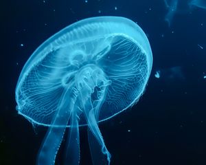 Preview wallpaper jellyfish, blue, underwater world, dark