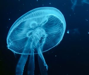 Preview wallpaper jellyfish, blue, underwater world, dark