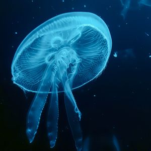 Preview wallpaper jellyfish, blue, underwater world, dark