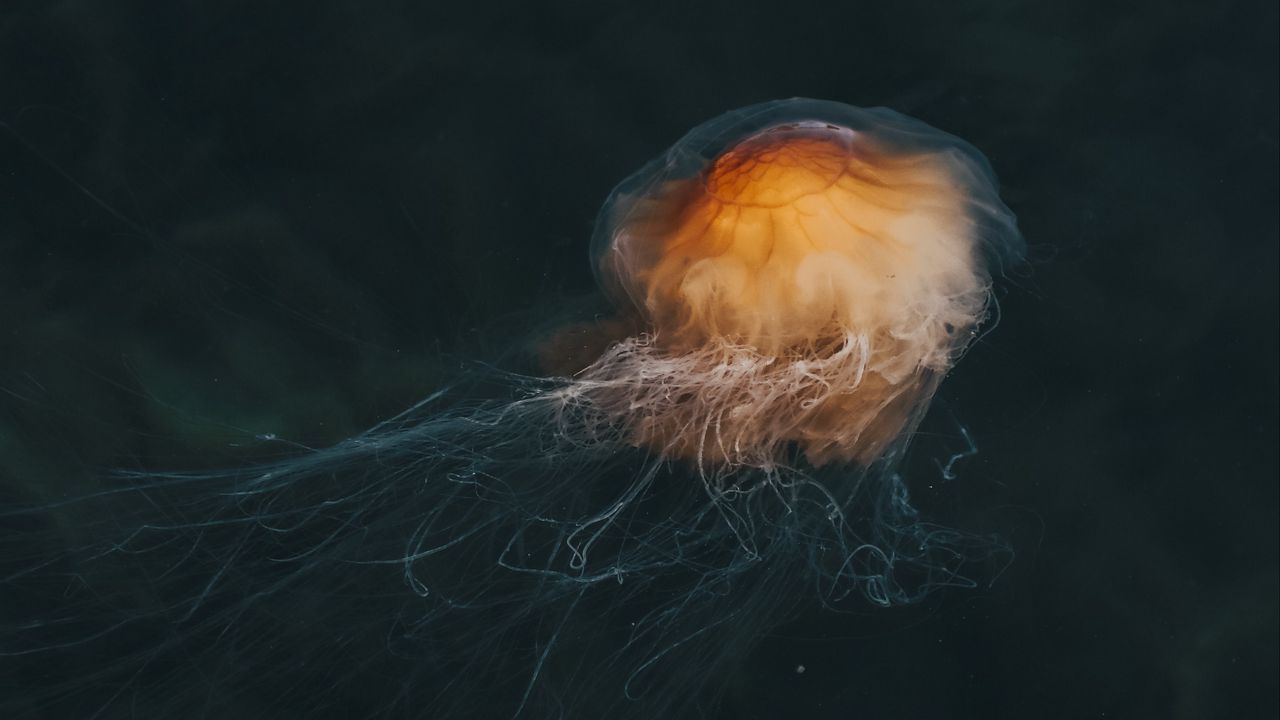 Wallpaper jellyfish, brown, transparent, water, underwater