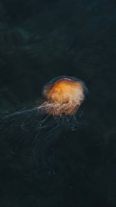 Preview wallpaper jellyfish, brown, transparent, water, underwater