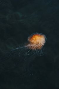 Preview wallpaper jellyfish, brown, transparent, water, underwater