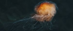 Preview wallpaper jellyfish, brown, transparent, water, underwater