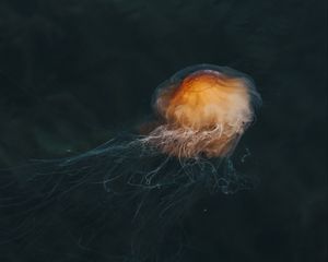 Preview wallpaper jellyfish, brown, transparent, water, underwater