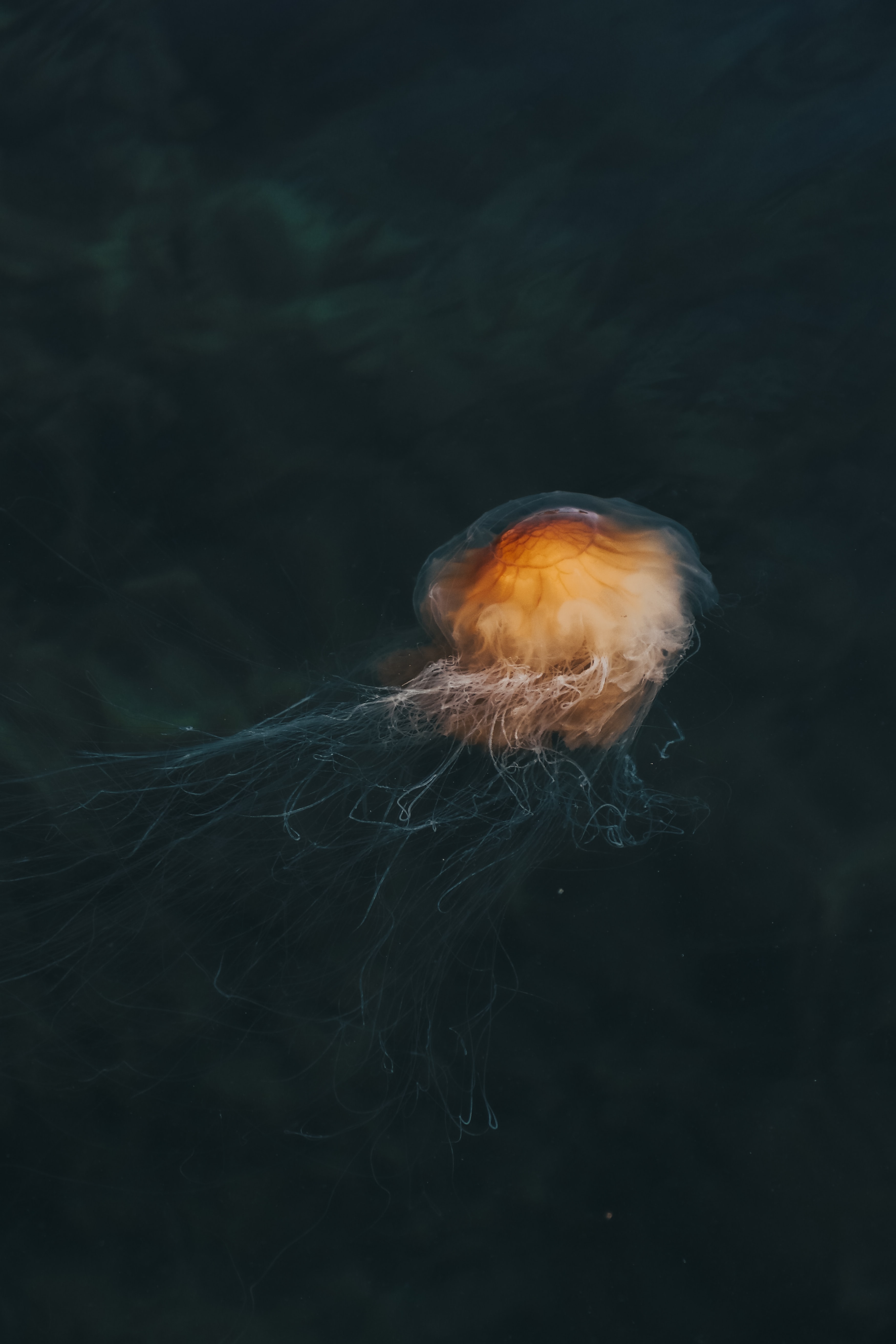 3501x5251 Wallpaper jellyfish, brown, transparent, water, underwater
