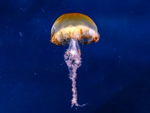 Preview wallpaper jellyfish, brown, underwater, sea, depth