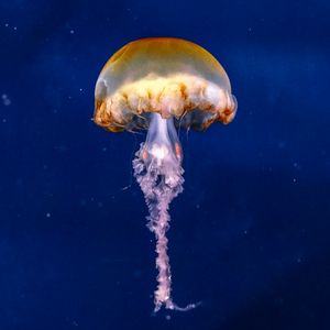 Preview wallpaper jellyfish, brown, underwater, sea, depth