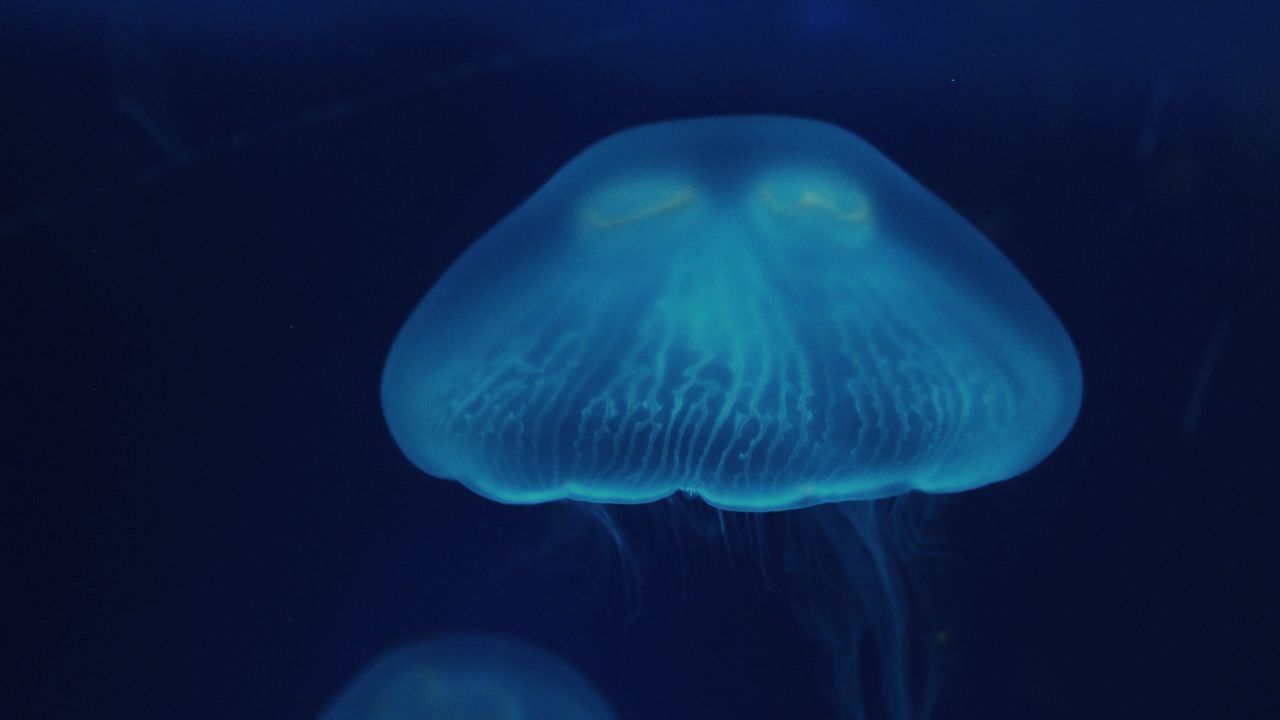 Wallpaper jellyfish, close-up, surface, underwater world