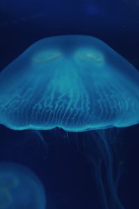 Preview wallpaper jellyfish, close-up, surface, underwater world