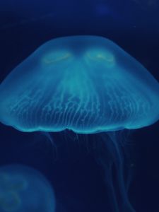 Preview wallpaper jellyfish, close-up, surface, underwater world