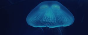 Preview wallpaper jellyfish, close-up, surface, underwater world