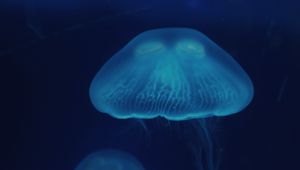 Preview wallpaper jellyfish, close-up, surface, underwater world