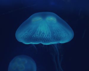 Preview wallpaper jellyfish, close-up, surface, underwater world