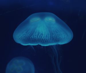 Preview wallpaper jellyfish, close-up, surface, underwater world