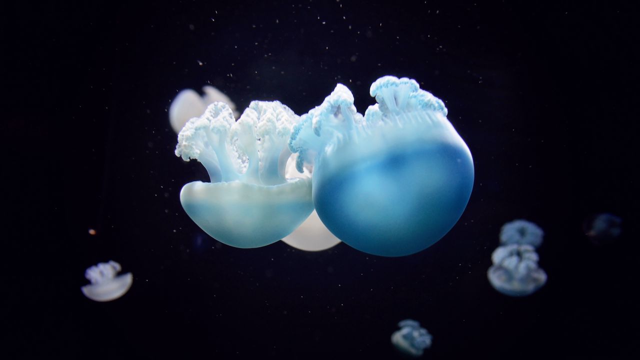 Wallpaper jellyfish, close-up, swim, underwater world
