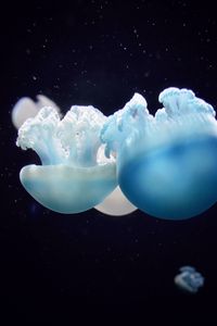 Preview wallpaper jellyfish, close-up, swim, underwater world