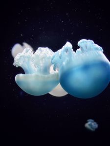 Preview wallpaper jellyfish, close-up, swim, underwater world