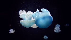 Preview wallpaper jellyfish, close-up, swim, underwater world