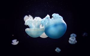Preview wallpaper jellyfish, close-up, swim, underwater world