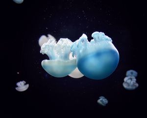 Preview wallpaper jellyfish, close-up, swim, underwater world