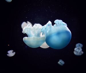 Preview wallpaper jellyfish, close-up, swim, underwater world