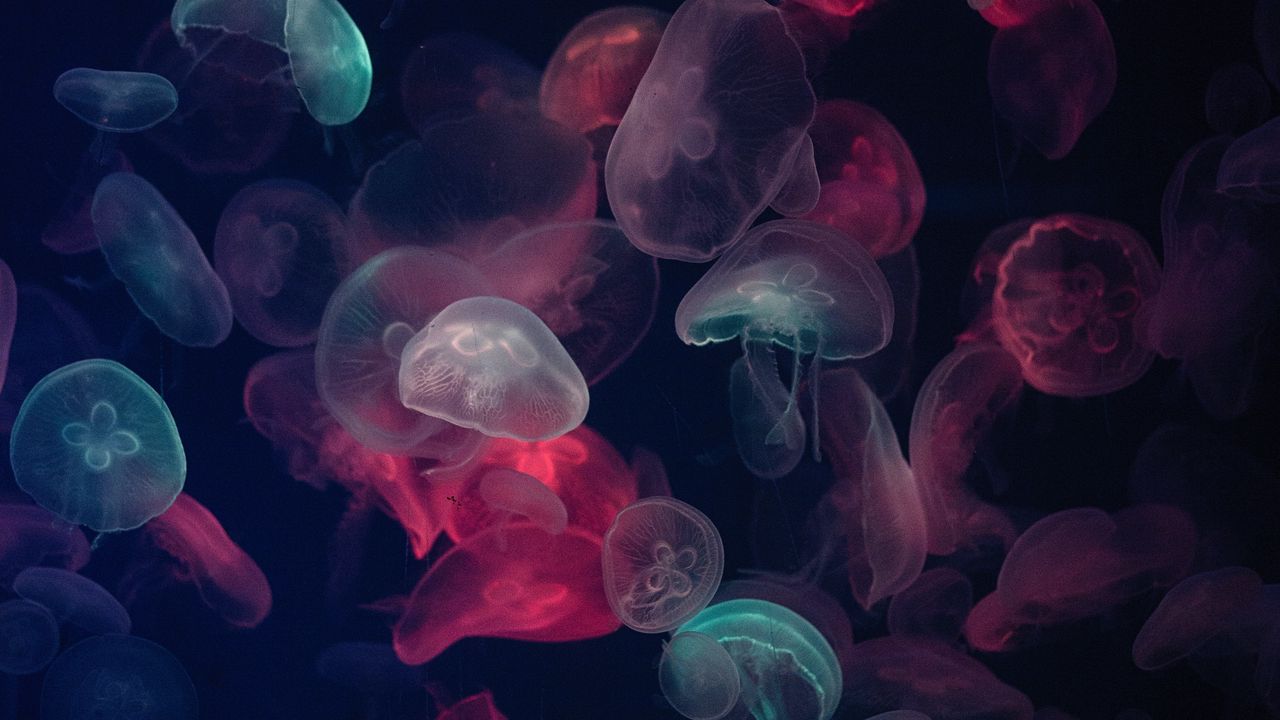 Wallpaper jellyfish, colorful, glow, underwater world
