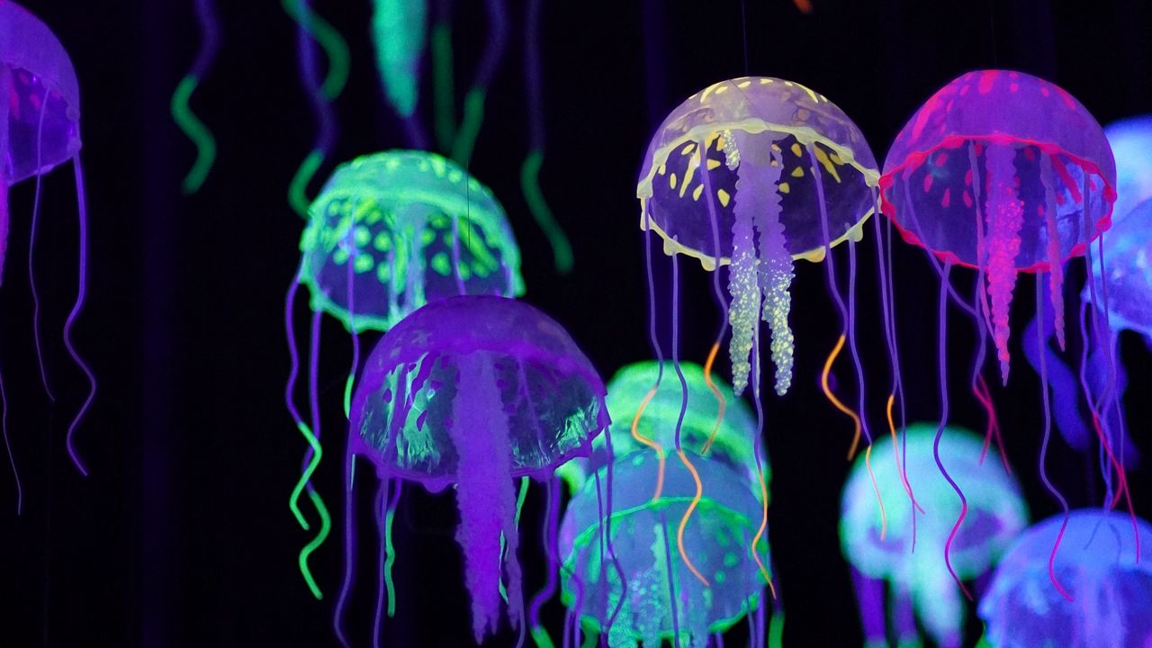Wallpaper jellyfish, colorful, glow, luminescence