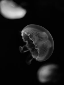 Preview wallpaper jellyfish, creature, underwater world, black