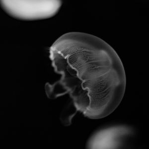 Preview wallpaper jellyfish, creature, underwater world, black