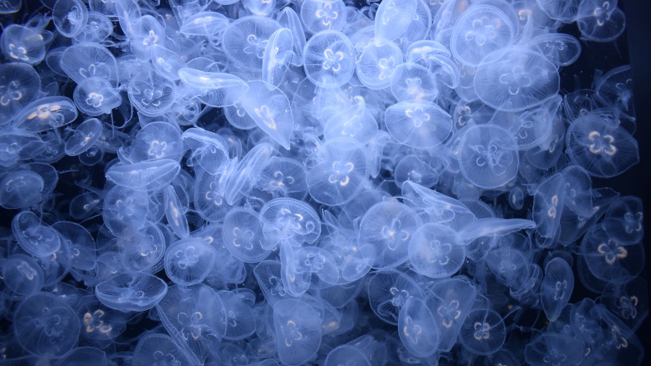Wallpaper jellyfish, creatures, blue, water, depth