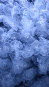 Preview wallpaper jellyfish, creatures, blue, water, depth