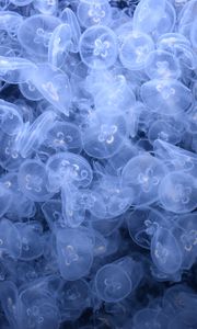 Preview wallpaper jellyfish, creatures, blue, water, depth