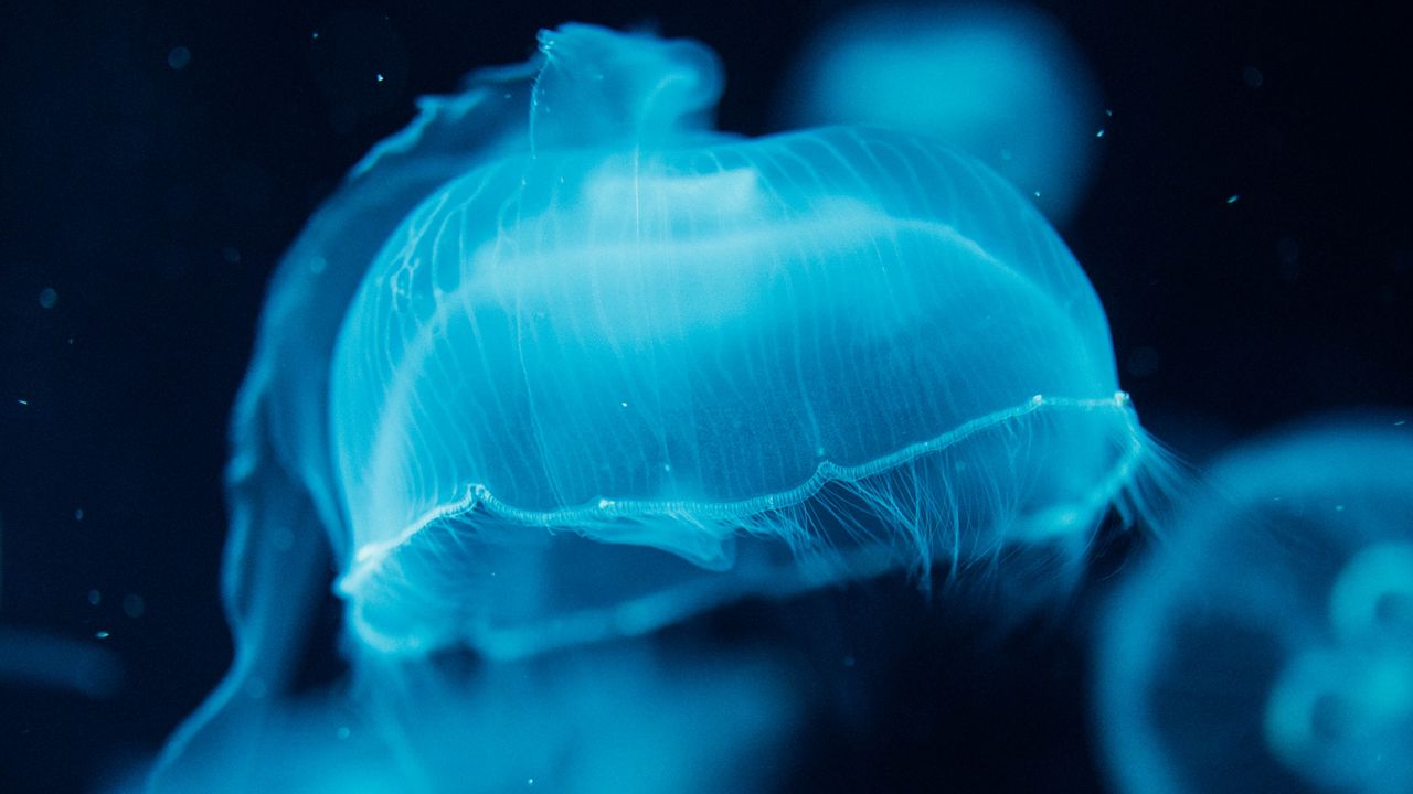 Wallpaper jellyfish, creatures, blue, water, underwater