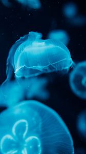 Preview wallpaper jellyfish, creatures, blue, water, underwater